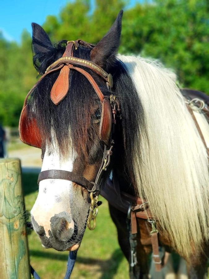 Отель Les Chevaux De L'Hippocampe Mont-Dol Экстерьер фото